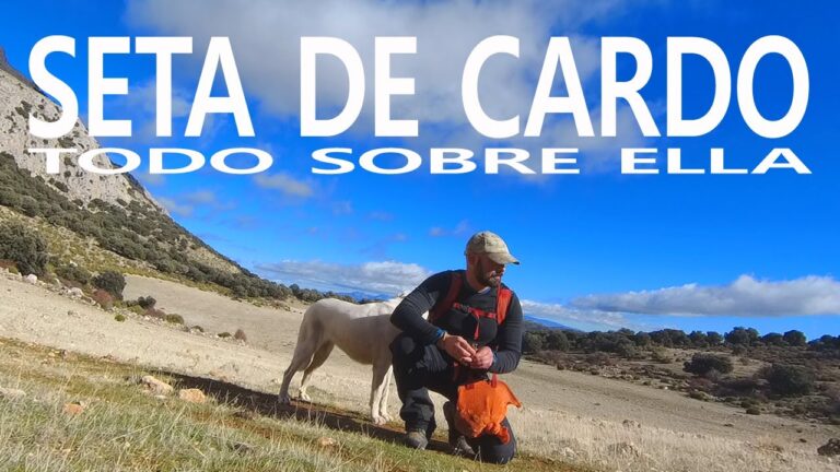 Rutas Populares para Caminar en Mota del Cuervo