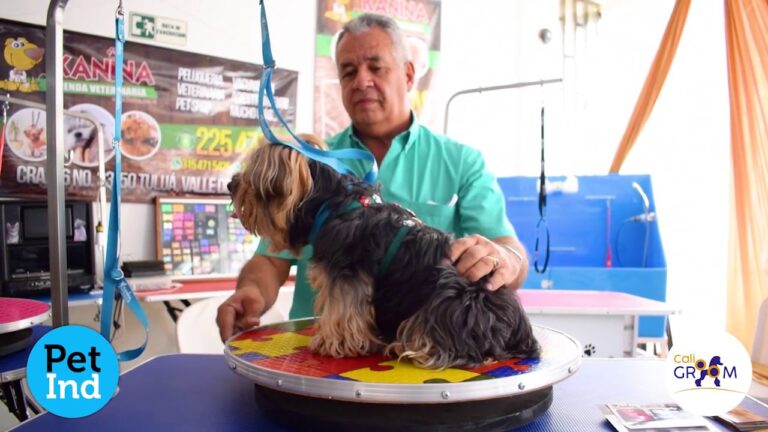 Cl&iacute;nicas Veterinarias en Alarc&oacute;n: Opciones y Servicios